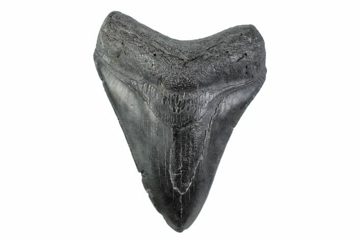Serrated, Fossil Megalodon Tooth - South Carolina #362186